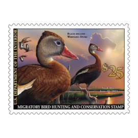 Black-Bellied Whistling-Ducks 2020-2021