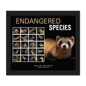 Endangered Species Framed Stamps, Black-footed Ferret image