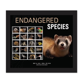 Estampillas Enmarcadas Endangered Species (Black-footed Ferret)