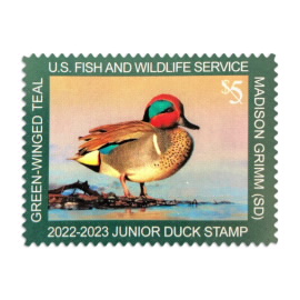 Jr Duck Green-winged Teal 2022-2023