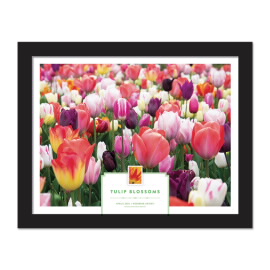 Tulip Blossoms Framed Stamps